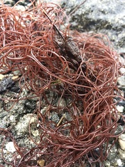 Gracilariopsis