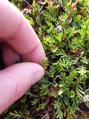 Leptinella pyrethrifolia, photograph 4