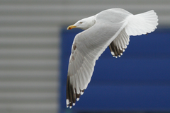 Larus argentatus