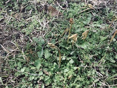 Sceptridium lunarioides