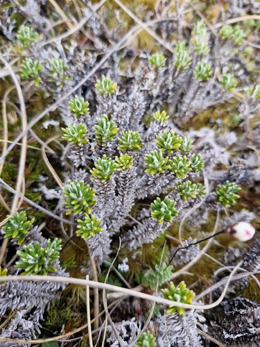 Celmisia ramulosa, photograph 4