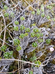 Celmisia ramulosa, photograph (c) Irisa Hudson, some rights reserved (CC BY)