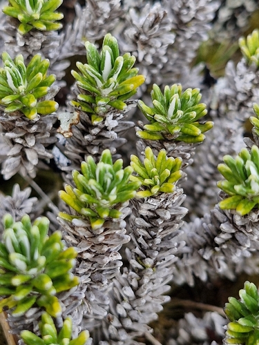 Celmisia ramulosa, photograph 5