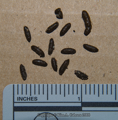 Microtus californicus