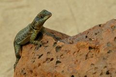 Tropiduridae
