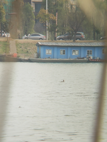 Great Crested Grebe