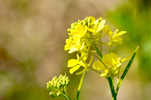 Brassica juncea iNat (3)