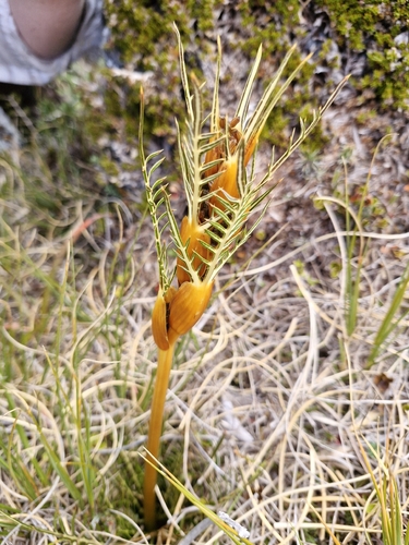 Aciphylla pinnatifida