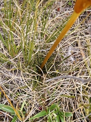 Aciphylla pinnatifida, photograph (c) Irisa Hudson, some rights reserved (CC BY)