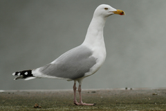 Larus argentatus