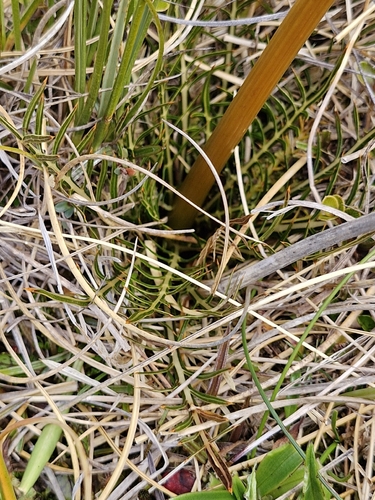 Aciphylla pinnatifida, photograph 3