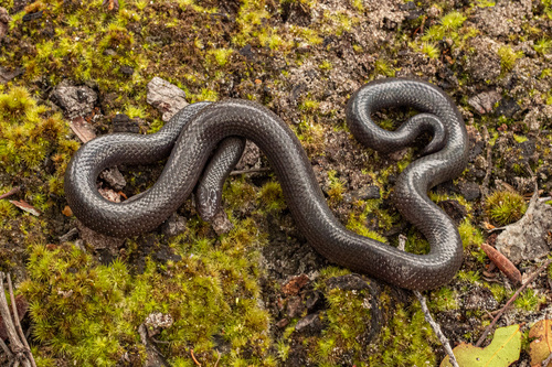 Photo of a Congo Burrowing Asp (Atractaspis congica)