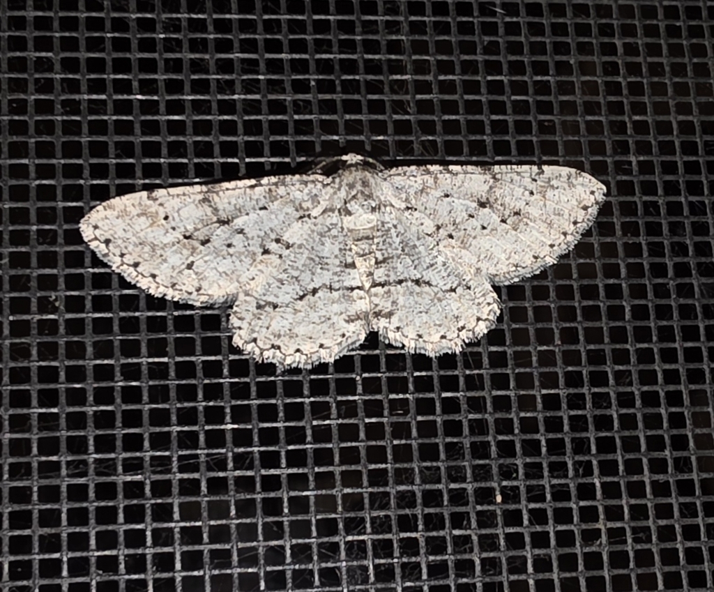 North American Common Gray from Three Rivers, CA 93271, USA on March 5 ...