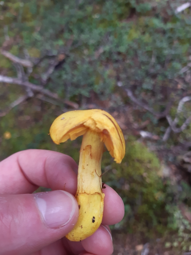 Cortinarius canarius · March 2026 · photo: © georgecox (iNaturalist, cc0)