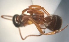 Formica pacifica