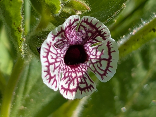 Diplacus pictus (Diplacus pictus)