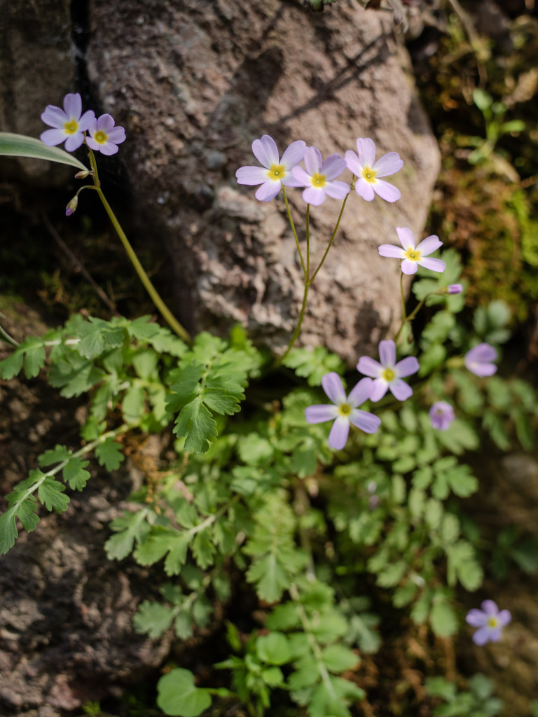 Primula qiandaoensis