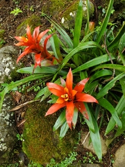 Guzmania lingulata