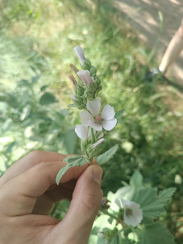 marsh mallow (Althaea officinalis)