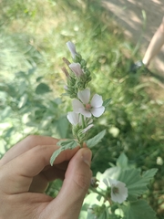 Marsh Mallow (Althaea officinalis)