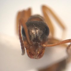 Formica pacifica
