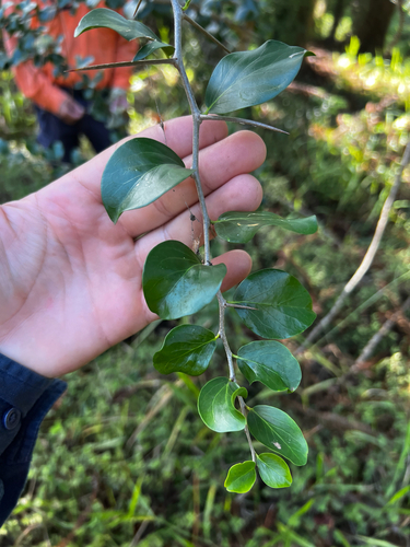 Kei-apple (Dovyalis afra)