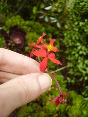 Epidendrum ibaguense