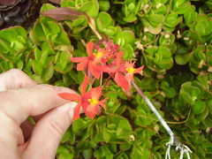 Epidendrum ibaguense
