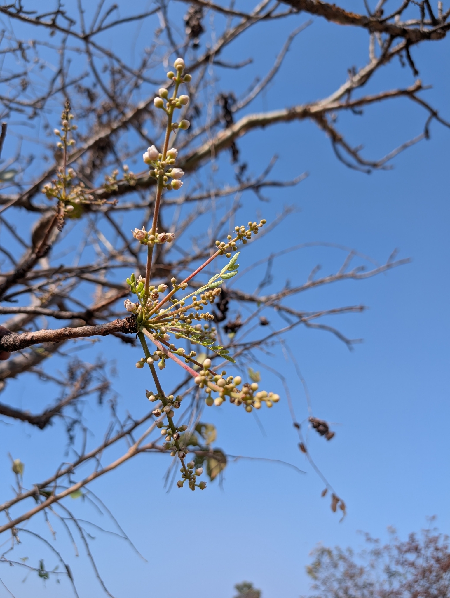Boswellia serrata Roxb. ex Colebr. 3