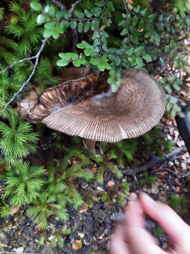 Amanita pekeoides · March 2026 · photo: © georgecox (iNaturalist, cc0)