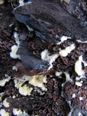 Basidiomycota