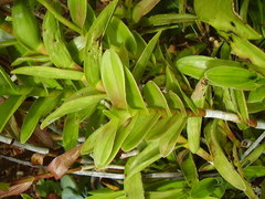 Epidendrum ibaguense
