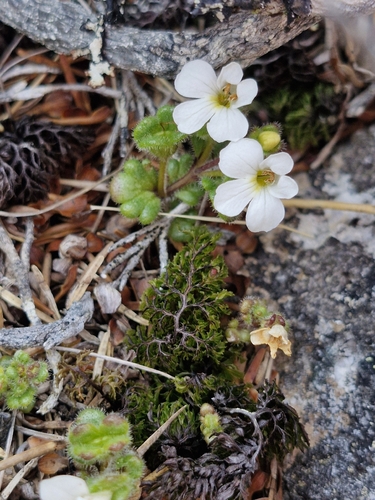 Euphrasia australis observed 2026-03-03
