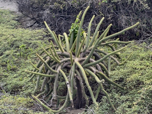 Harrisia divaricata, photograph 6