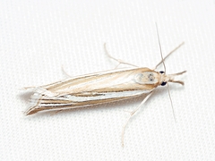 Hednota relatalis