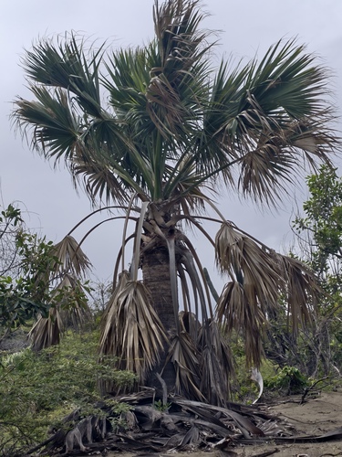 Puerto Rico palmetto (Sabal causiarum)