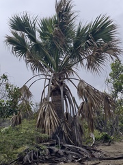 Sabal causiarum