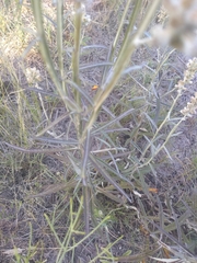 Pterocaulon virgatum