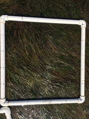 Zostera muelleri