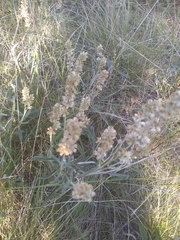 Pterocaulon virgatum