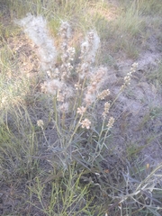 Pterocaulon virgatum