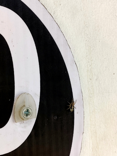 Gray Wall Jumping Spider