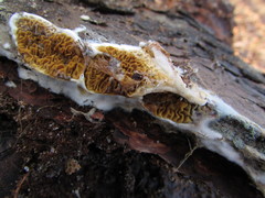 Serpula himantioides