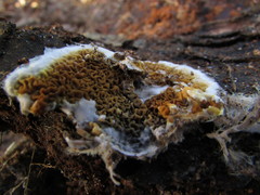 Serpula himantioides