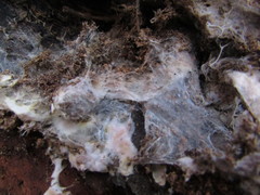 Serpula himantioides