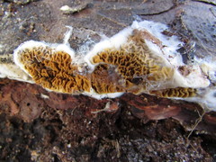 Serpula himantioides