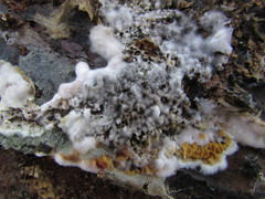 Serpula himantioides