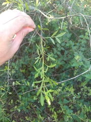Schinus