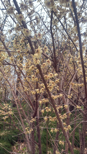 Chimonanthus praecox, 2026-03-05