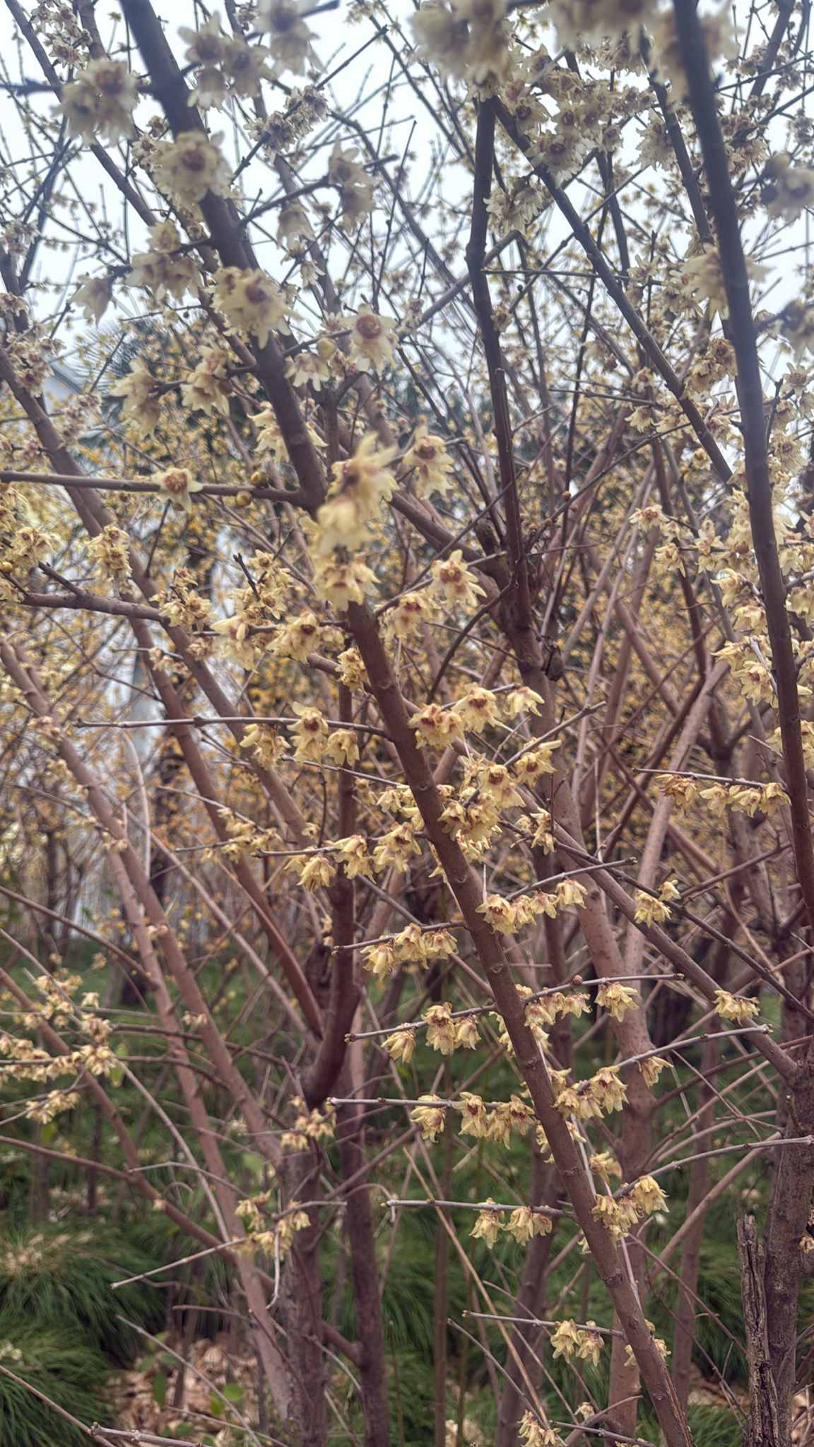 Imagem de flor-de-inverno